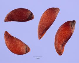   Seeds:   Sorbus aucuparia ; Photo by S. Hurst, USDA-NRCS Plants Database
